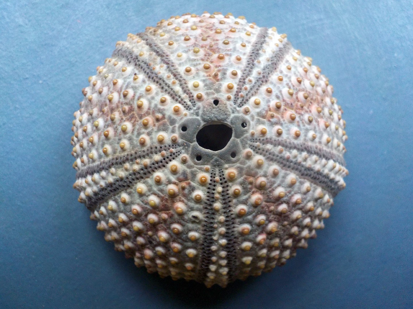 Black sea urchin (Arbacia lixula)