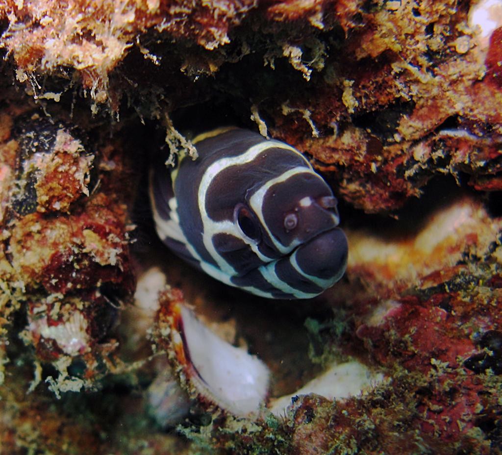 Zebra moray (Gymnomuraena zebra)