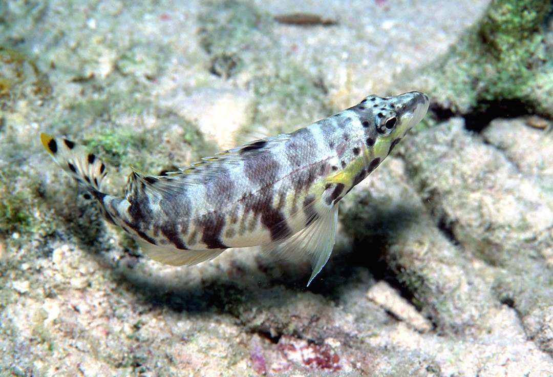 Serrano arlequín (Serranus tigrinus)