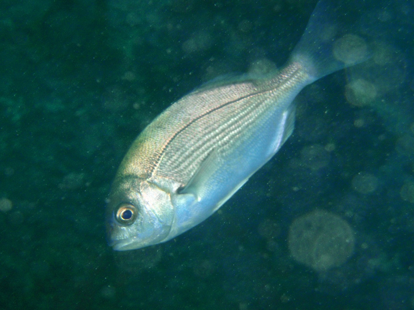 Hottentottfisch (Pachymetopon blochii)