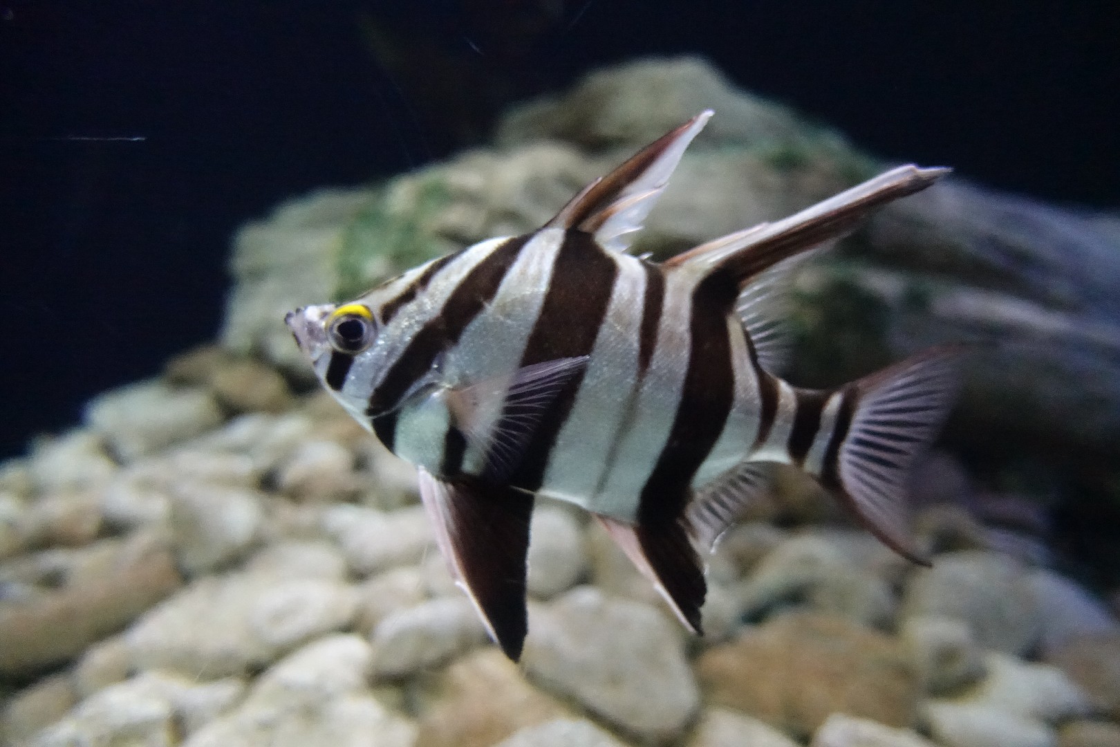 Enoplosus (Enoplosus)