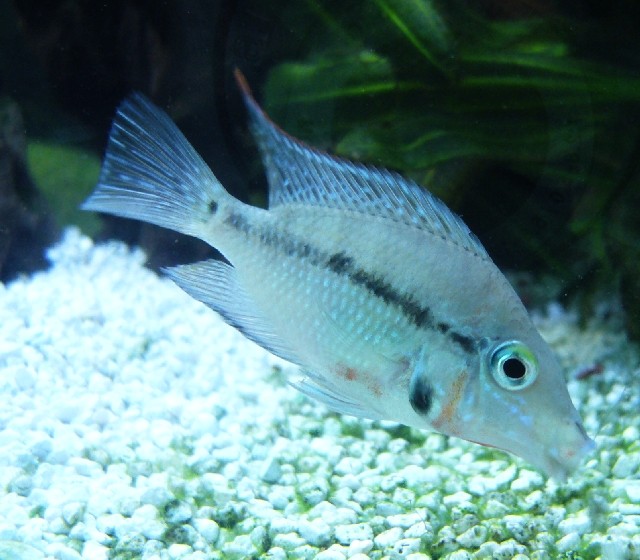 Boca de fuego (Thorichthys meeki)