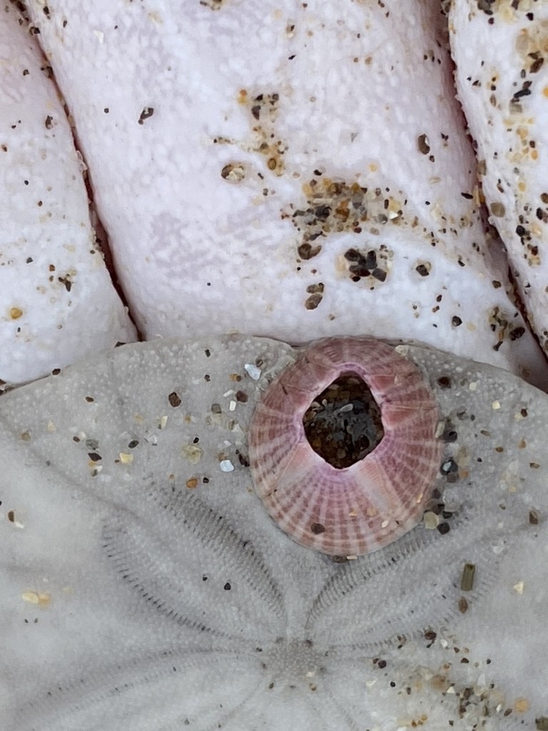 Red-striped acorn barnacle (Paraconcavus pacificus)