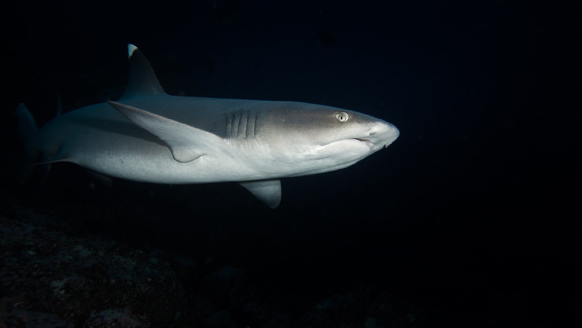 Whitetip reef shark (Triaenodon)