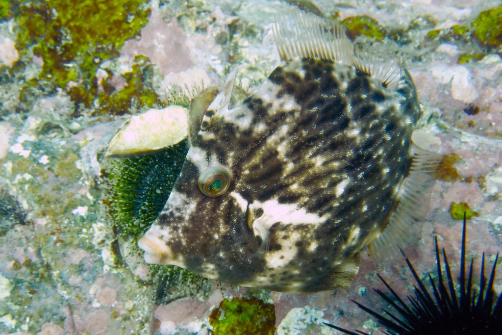 Thread-sail filefish (Stephanolepis cirrhifer)