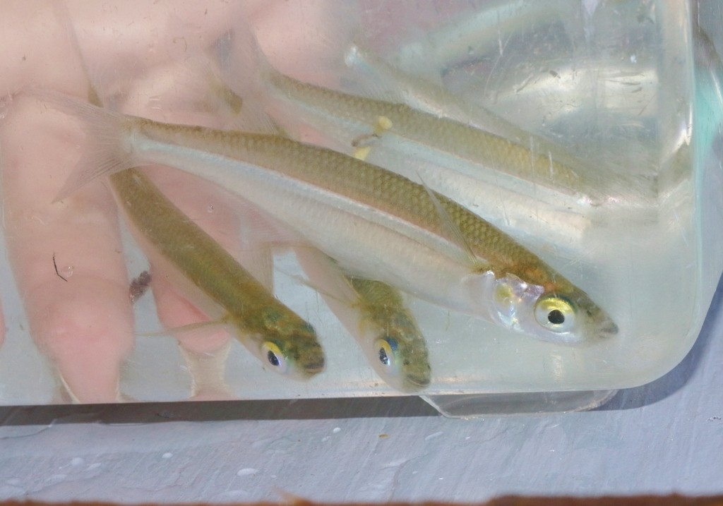 Topsmelt silverside (Atherinops)