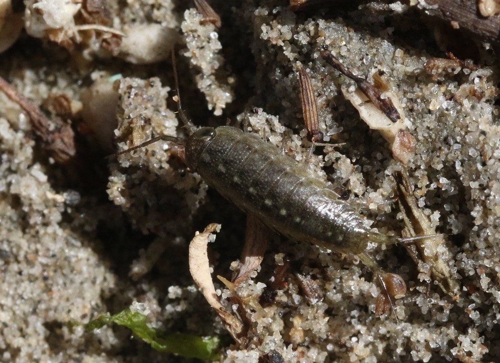 Western sea roach (Ligia occidentalis)