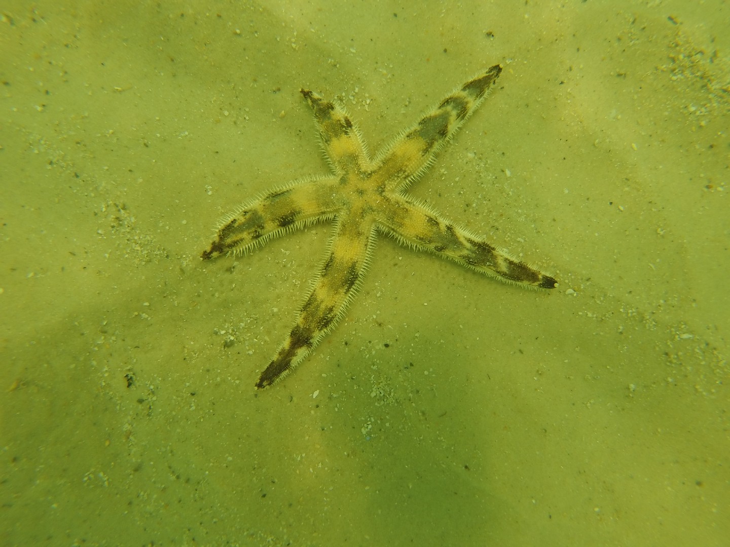 Banded sea star (Luidia alternata)