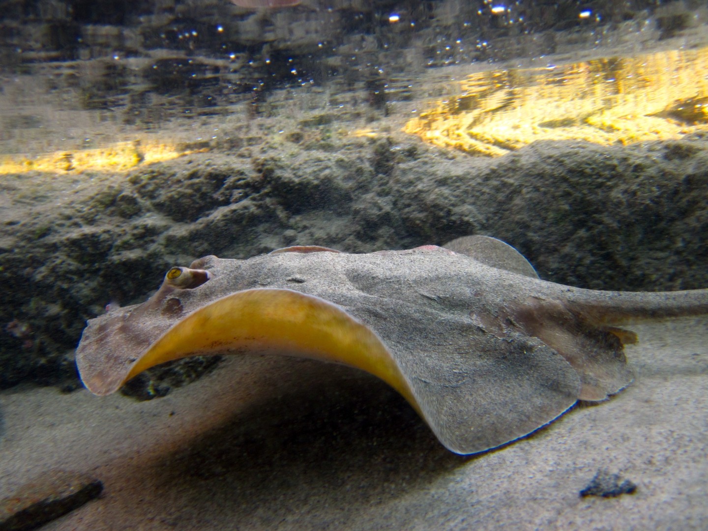 Shortail round stingrays (Urobatis)