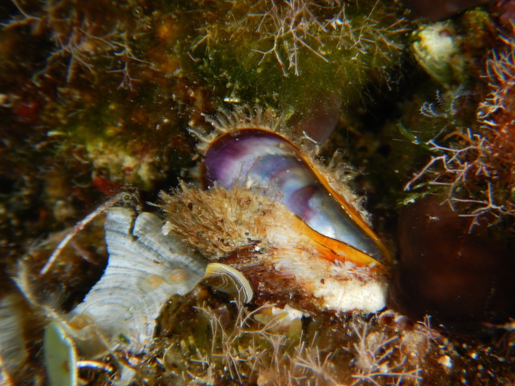偏頂蛤屬 (Modiolus)