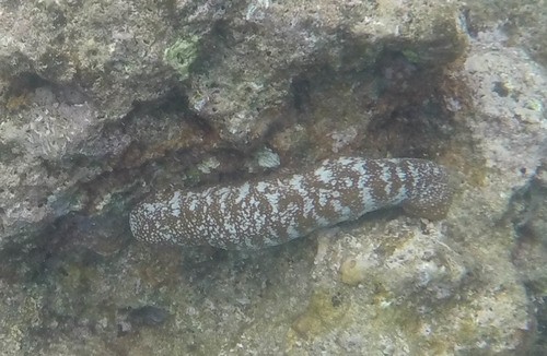 Pacific white-spotted sea cucumber (Actinopyga varians)