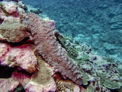 Pineapple sea cucumber (Thelenota ananas)