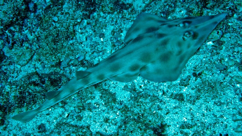 Eastern shovelnose ray (Aptychotrema rostrata)