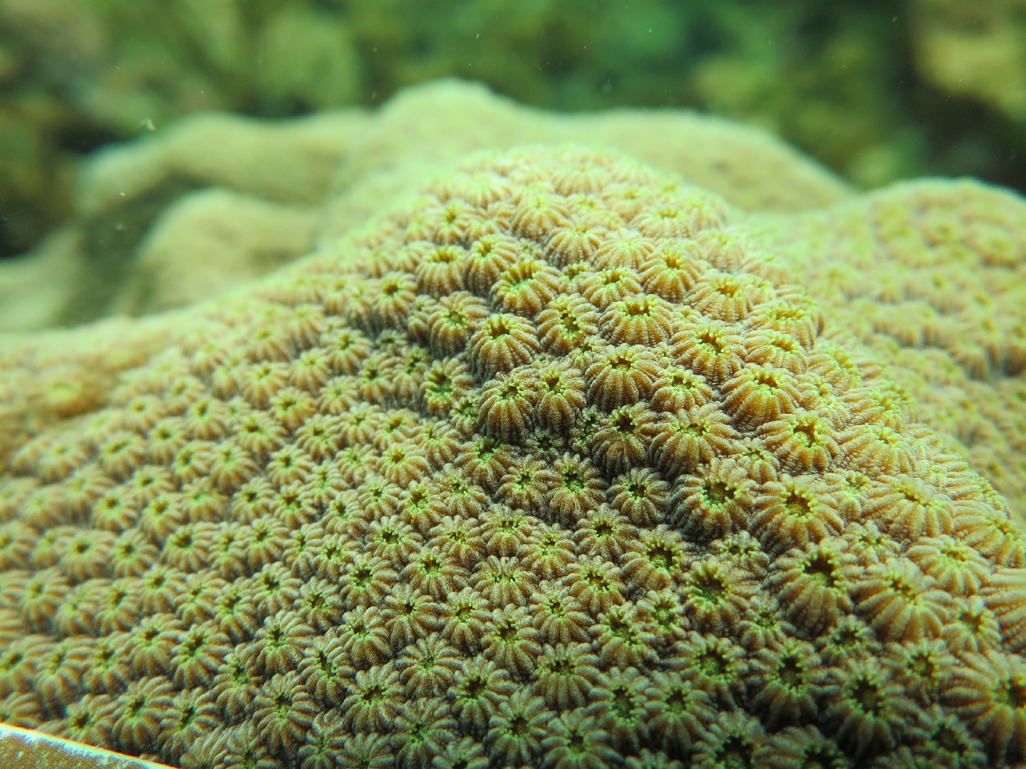 Mountainous star coral (Orbicella faveolata)