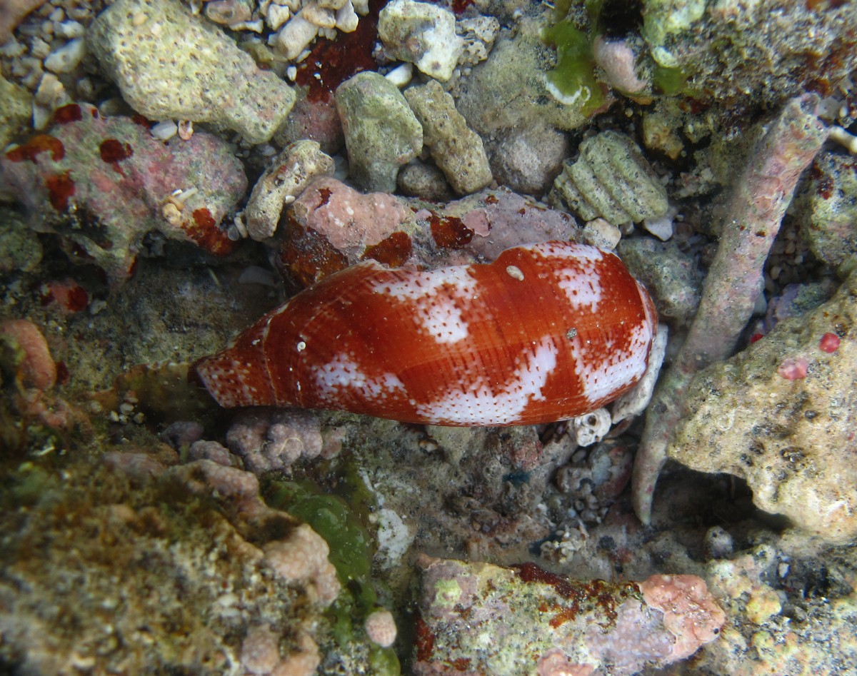 Conus tulipa (Conus tulipa)
