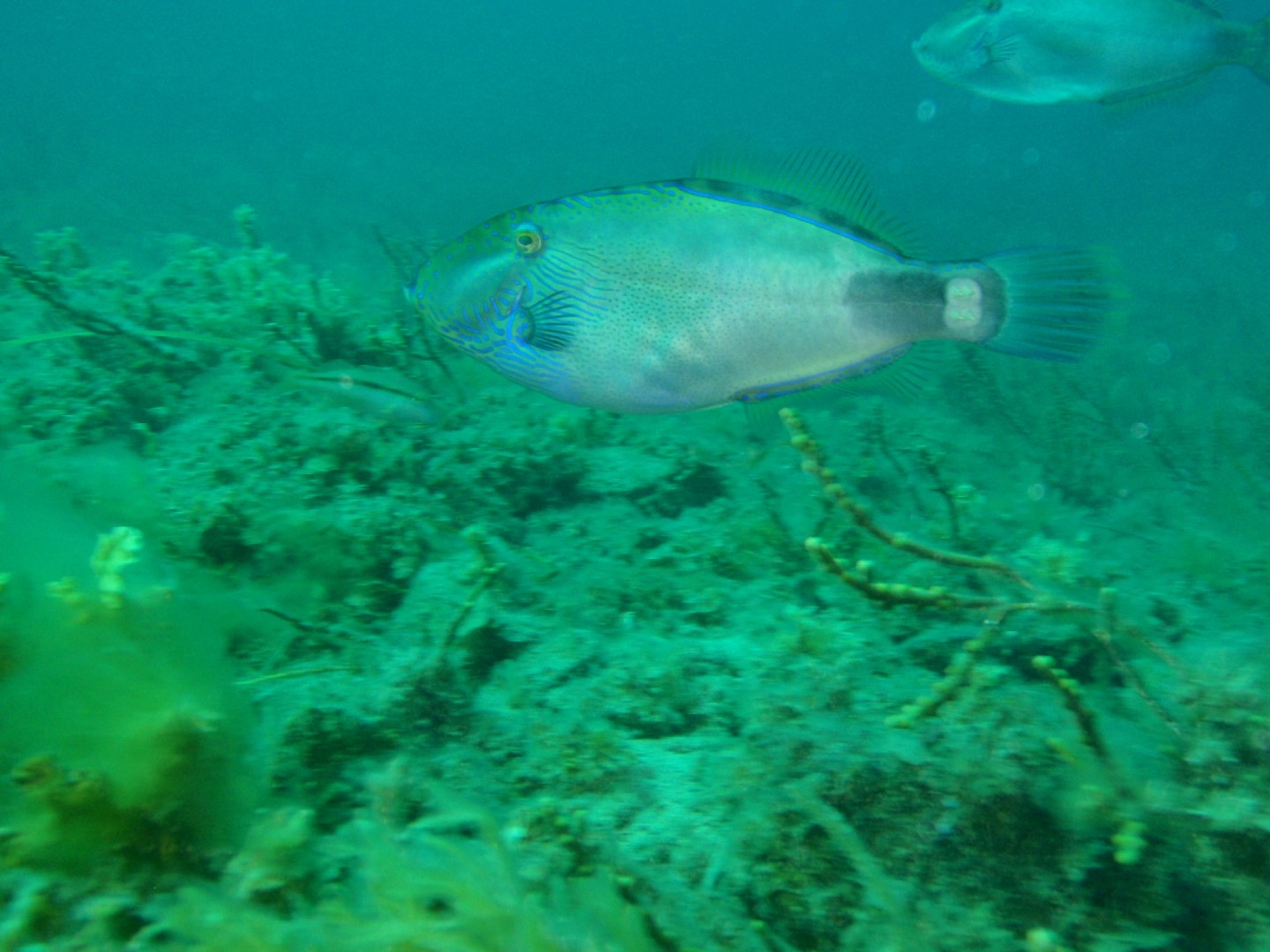 斑頭似馬面魨 (Meuschenia freycineti)