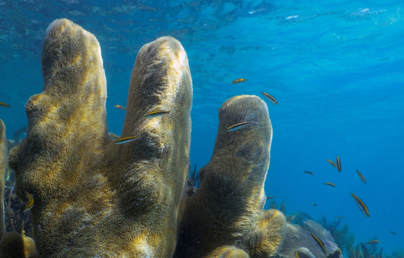 Pillar coral (Dendrogyra)