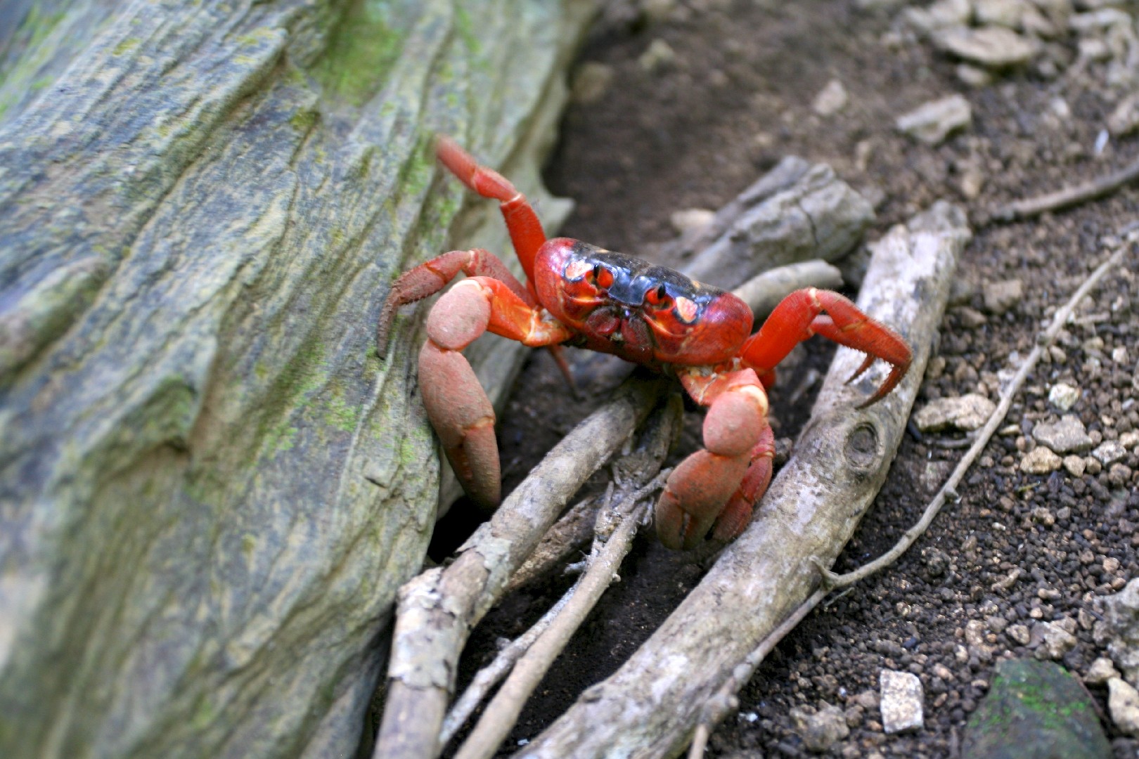 クリスマスアカガニ (Gecarcoidea natalis)