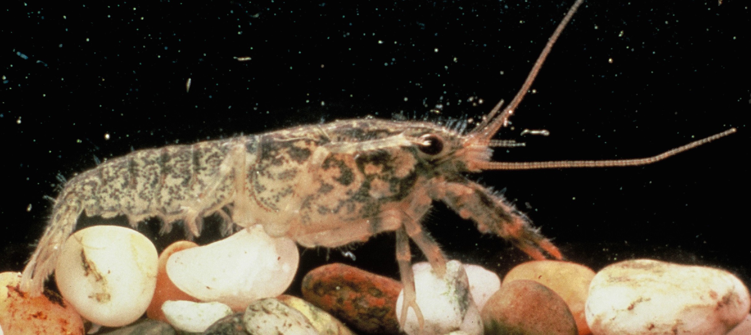 Paranephrops (Paranephrops)