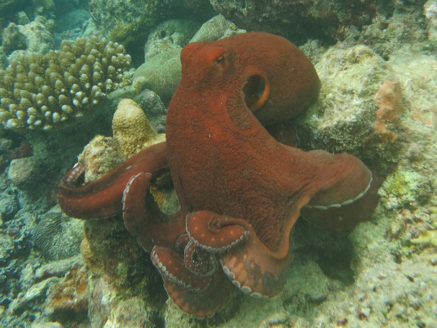 マダコ属 (Octopus)