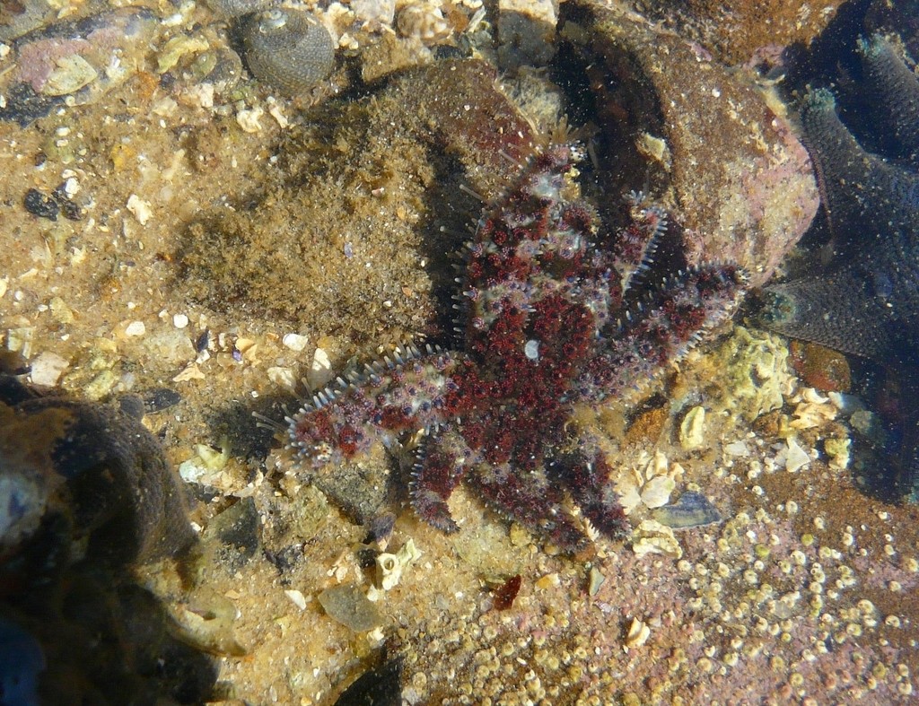 Eleven-armed sea star (Coscinasterias muricata)