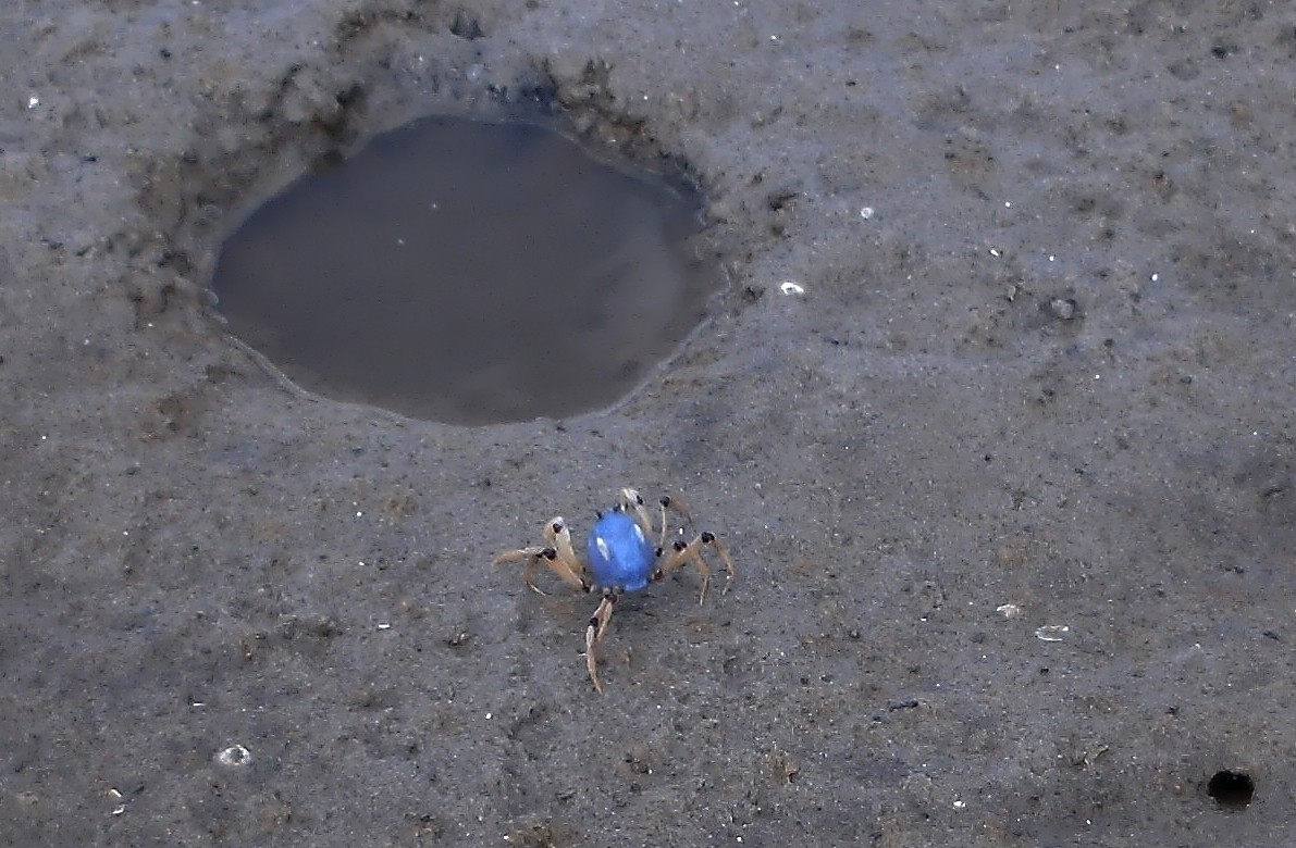 Mictyris longicarpus (Mictyris longicarpus)