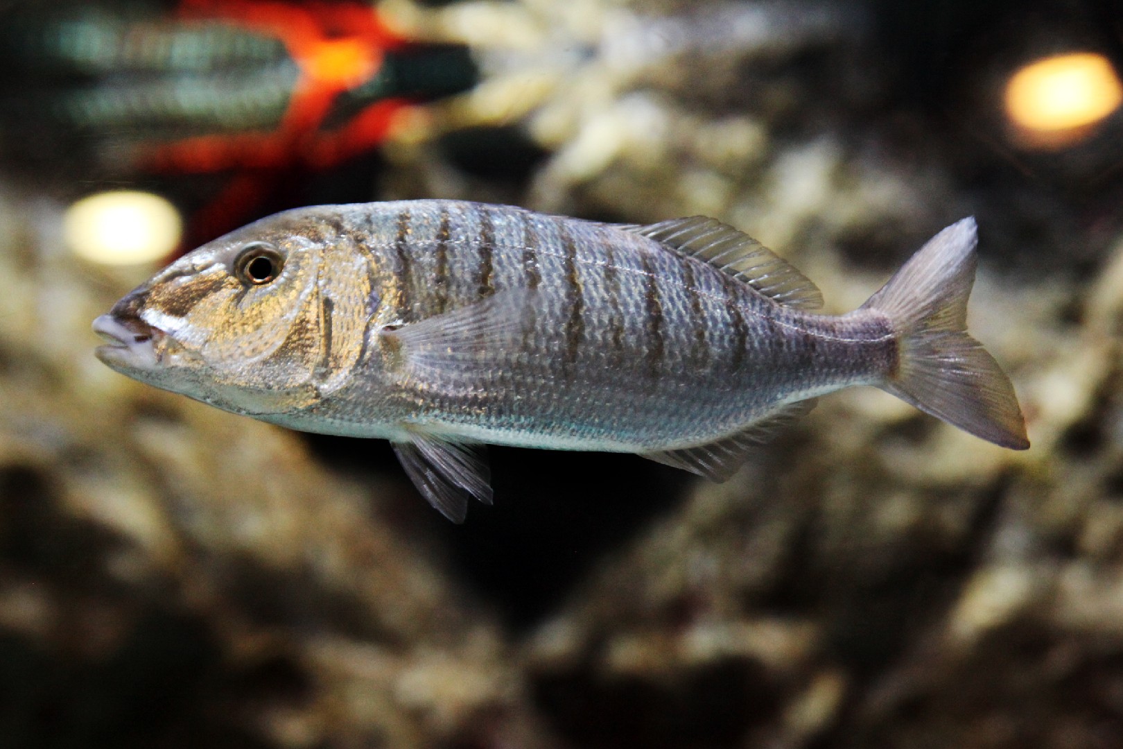 Sand steenbras (Lithognathus mormyrus)