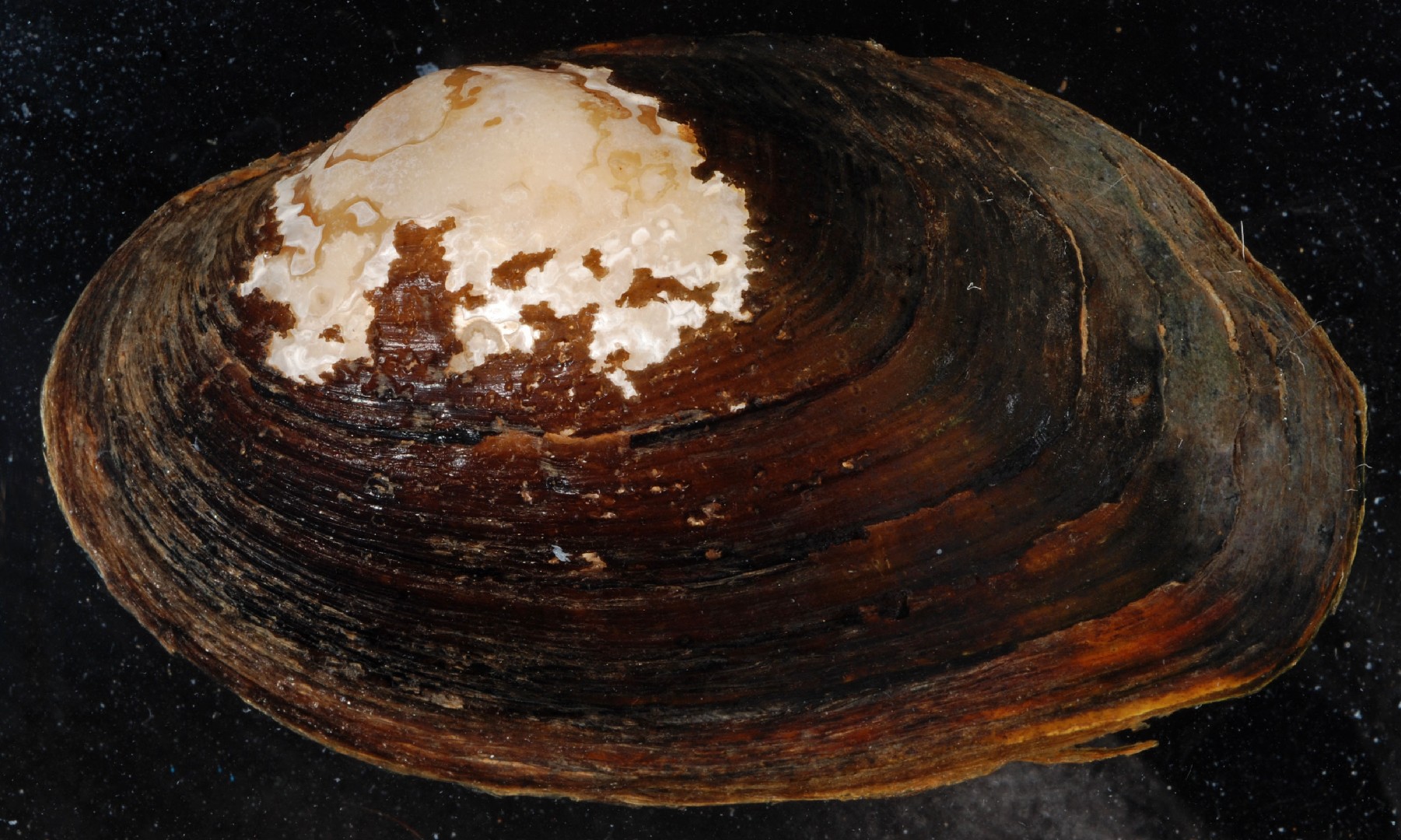 Strophitus undulatus (Strophitus undulatus)