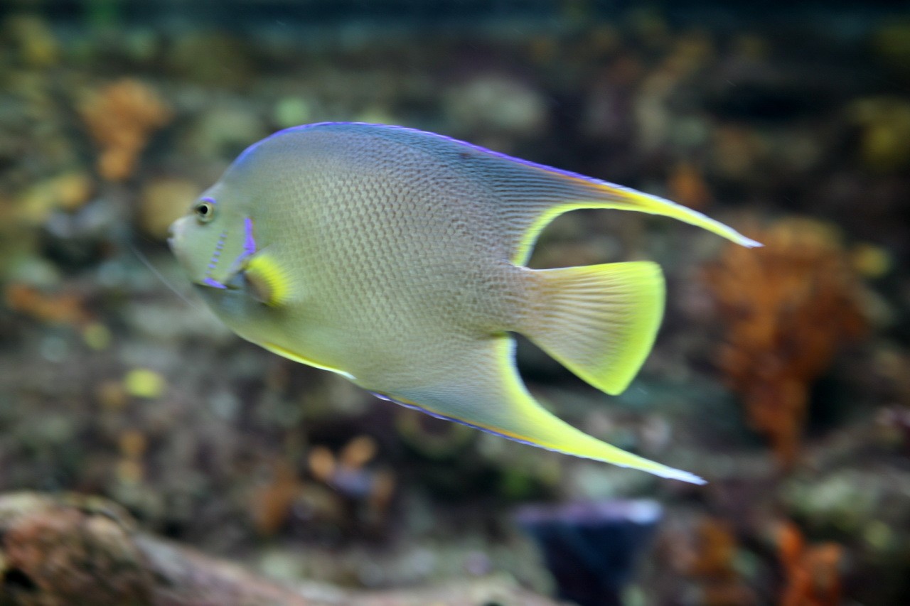 Bermuda blue angelfish (Holacanthus bermudensis)