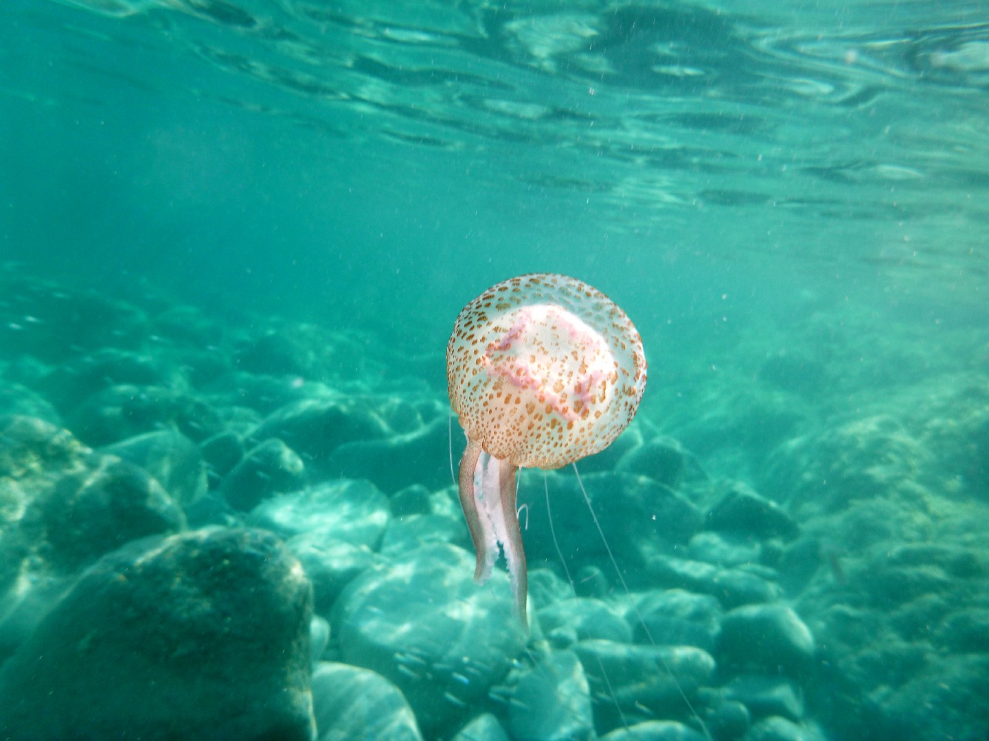 Medusa boca de bandera (Pelagia noctiluca)