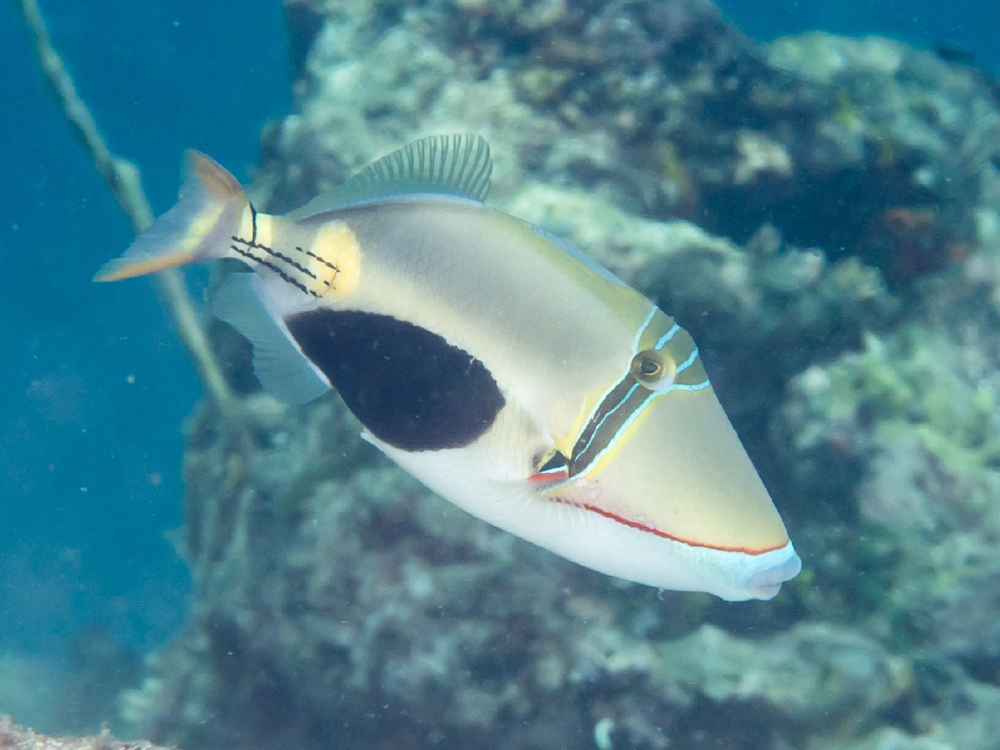Rhinecanthus Verrucosus Rhinecanthus Verrucosus Picture Fish