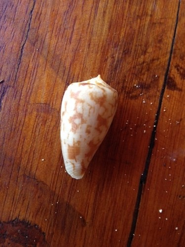 Conus spectrum (Conus spectrum)