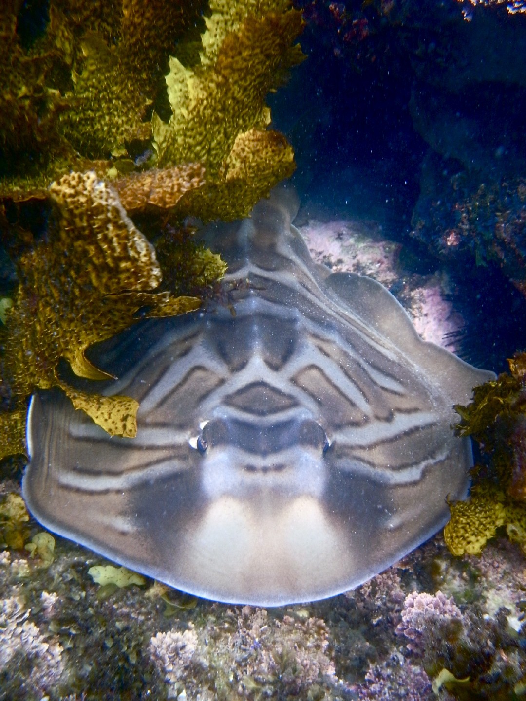 Trygonorrhina fasciata (Trygonorrhina fasciata) Picture Fish