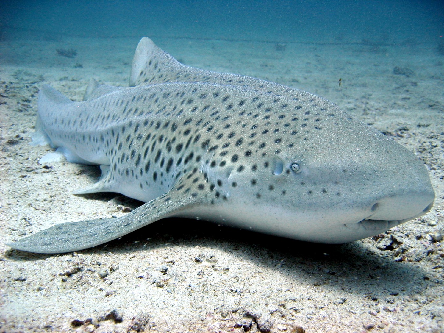 Зебровая акула (Stegostoma fasciatum)