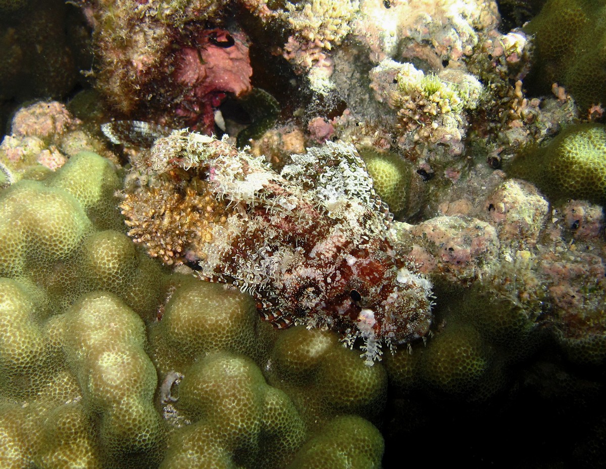 Scorpionfish (Scorpaenopsis)