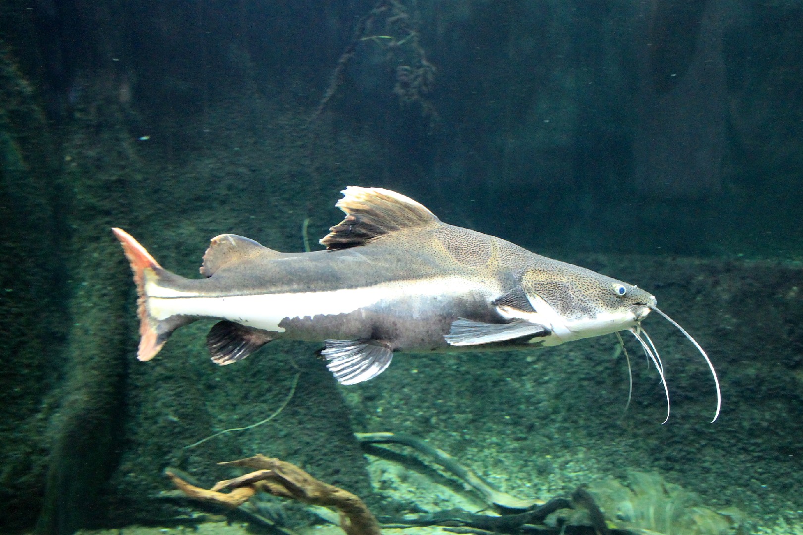 Redtail catfish (Phractocephalus)