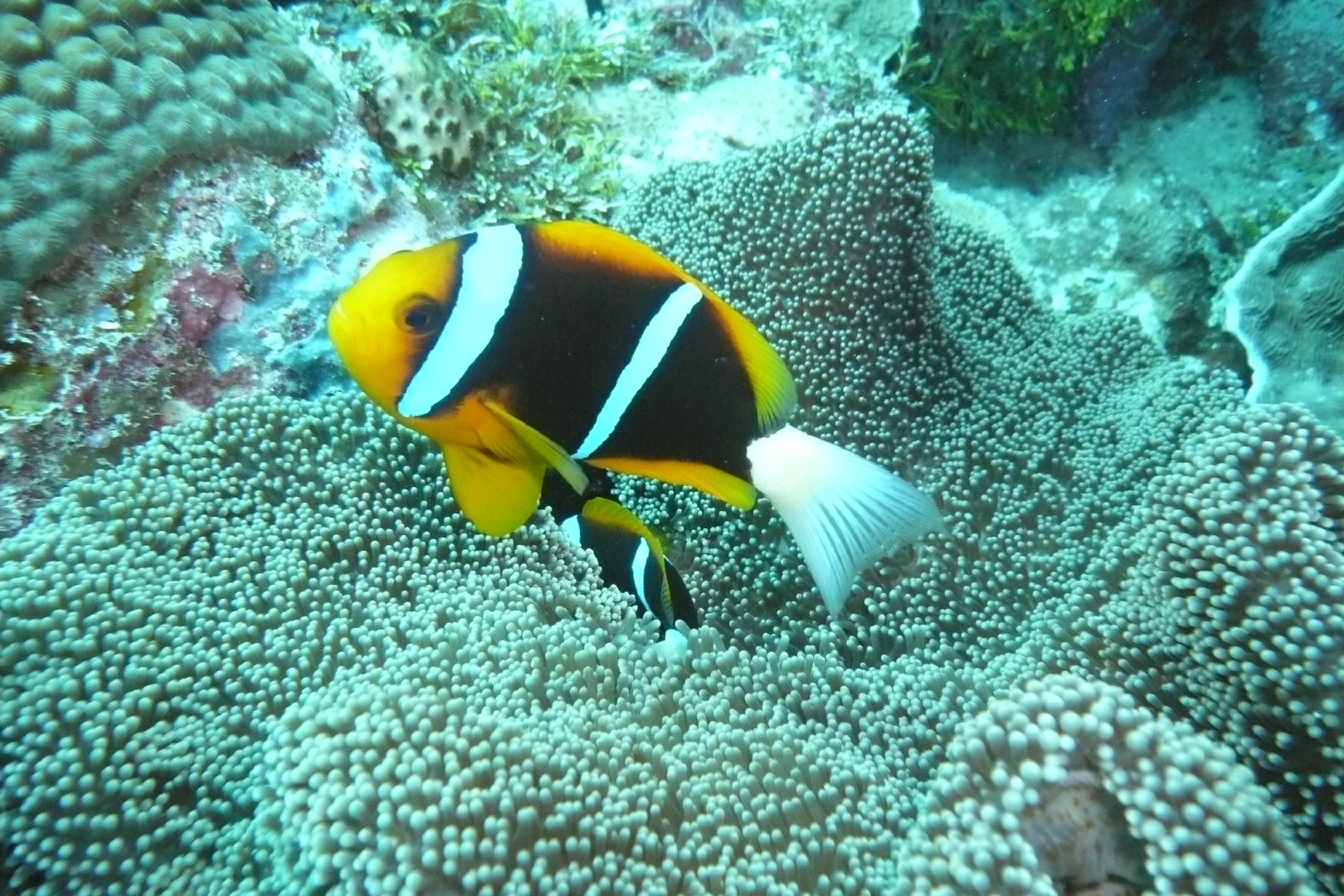 سمكة المهرج برتقالية الزعنفة (Amphiprion chrysopterus)