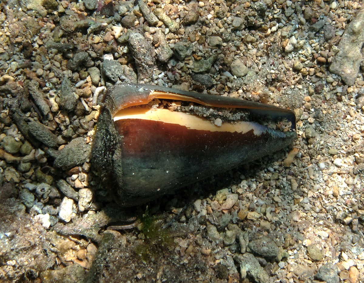 Conus virgo (Conus virgo)