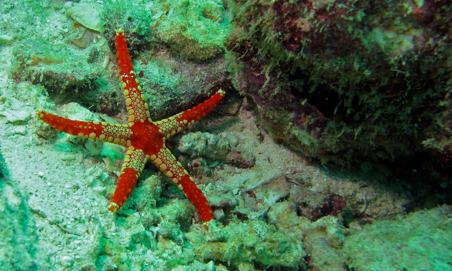 Necklace starfish (Fromia monilis)