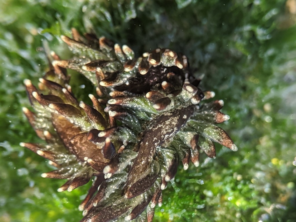 Aplysiopsis (Aplysiopsis)