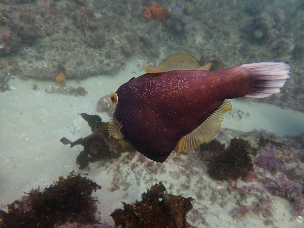 Black reef leatherjacket (Eubalichthys bucephalus)