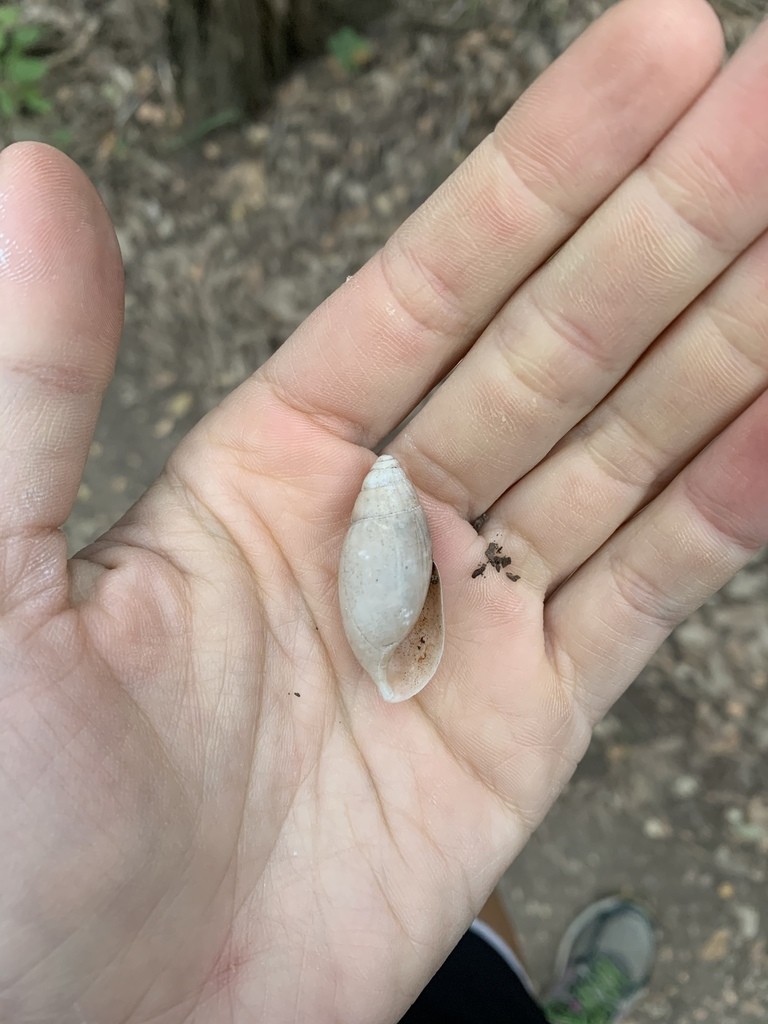 Euglandina singleyana (Euglandina singleyana)