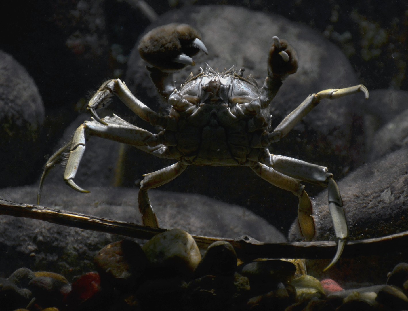 Chinese krab (Eriocheir sinensis)