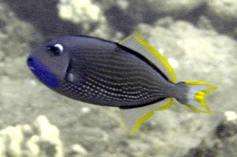 Gilded triggerfish (Xanthichthys auromarginatus)