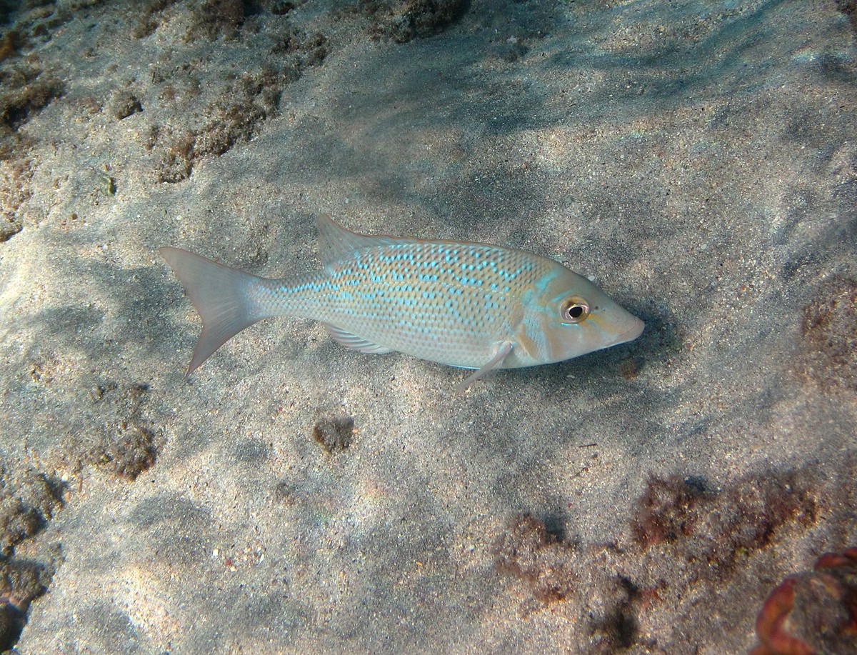 Ladrao (Lethrinus Nebulosus) - Picture Fish