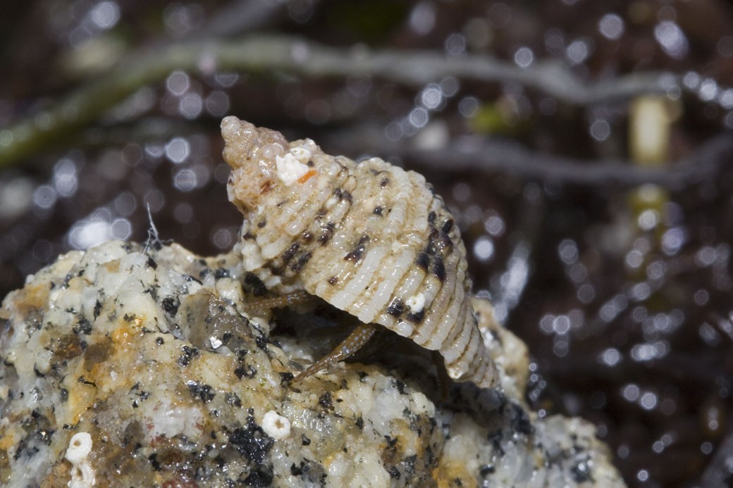 Grainyhand hermit (Pagurus granosimanus)