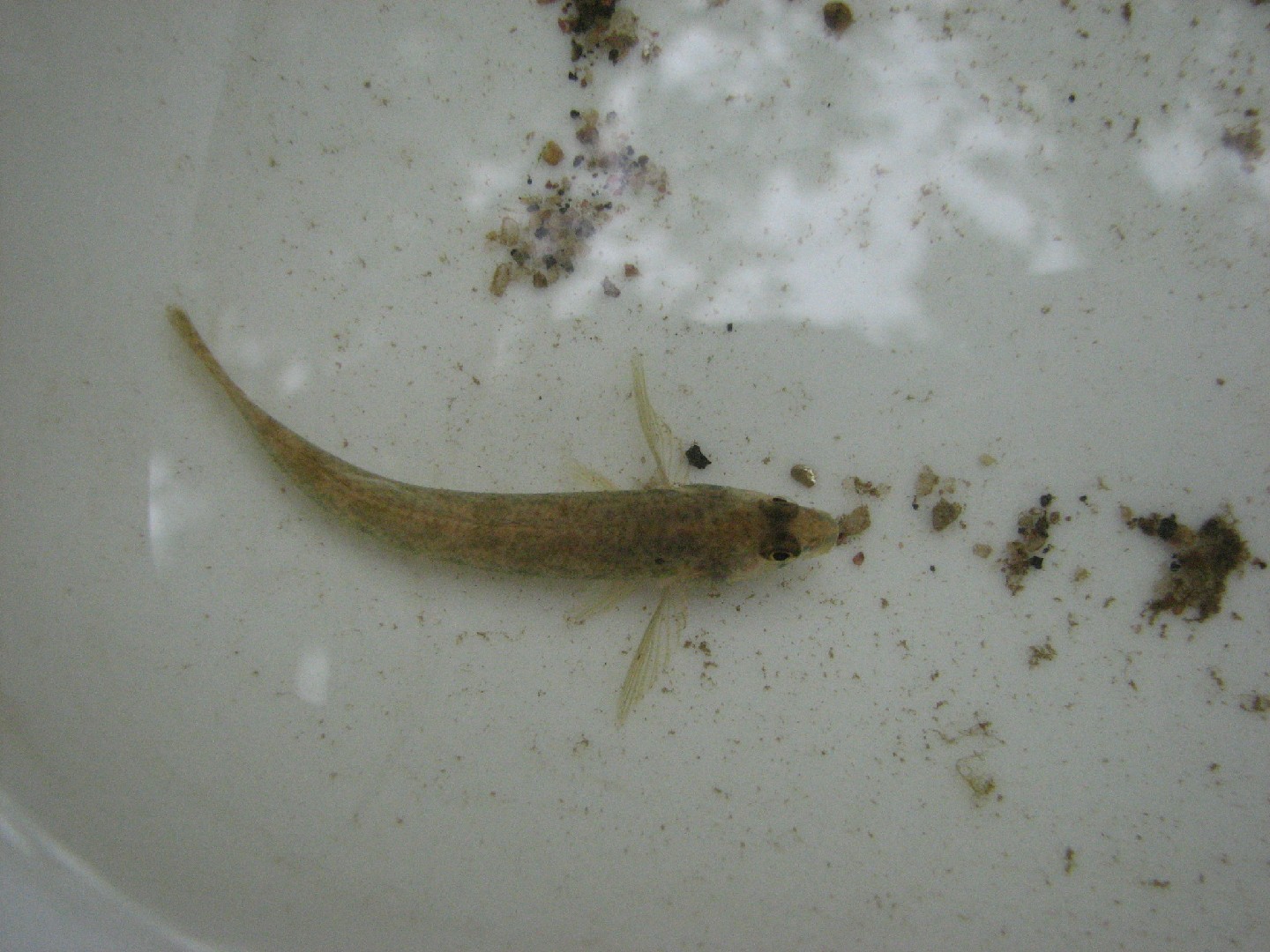 Etheostoma olmstedi (Etheostoma olmstedi)