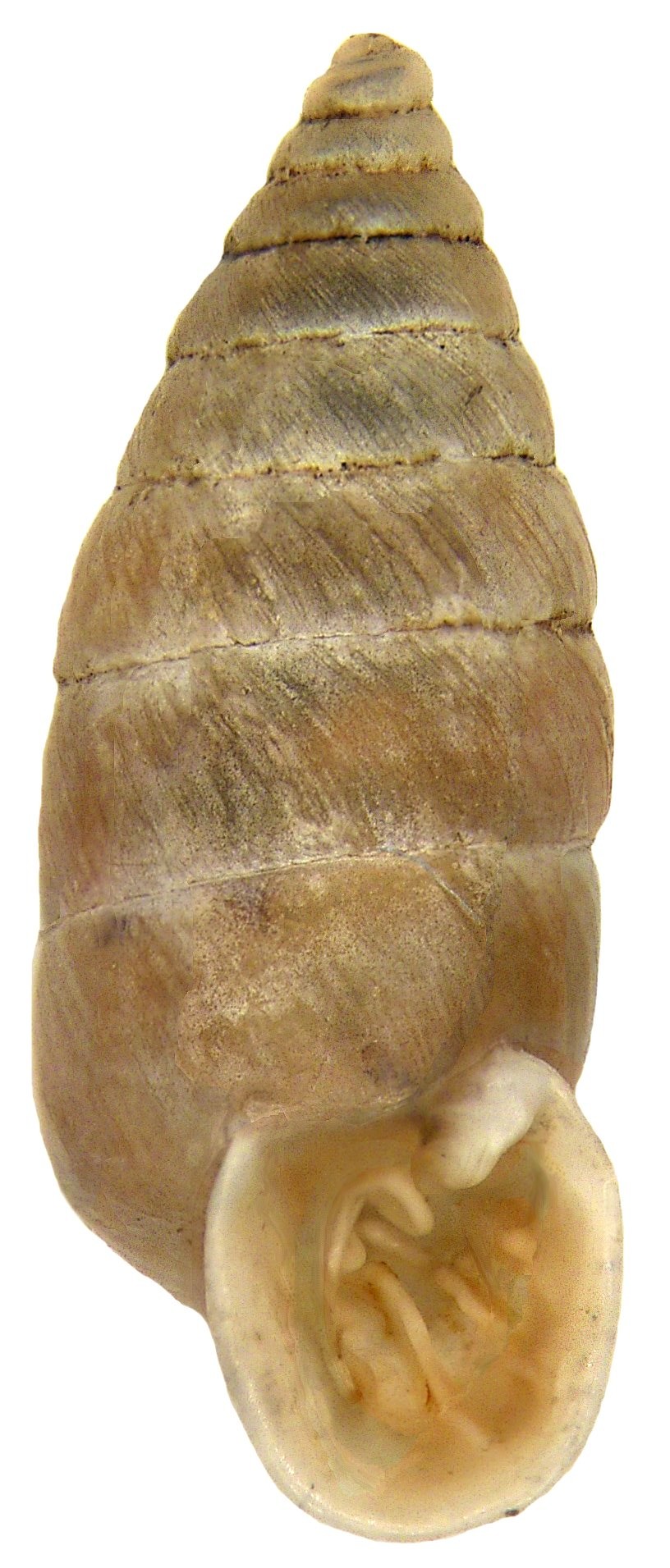 Granaria frumentum (Granaria frumentum)