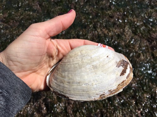 Horse clam (Tresus nuttallii)