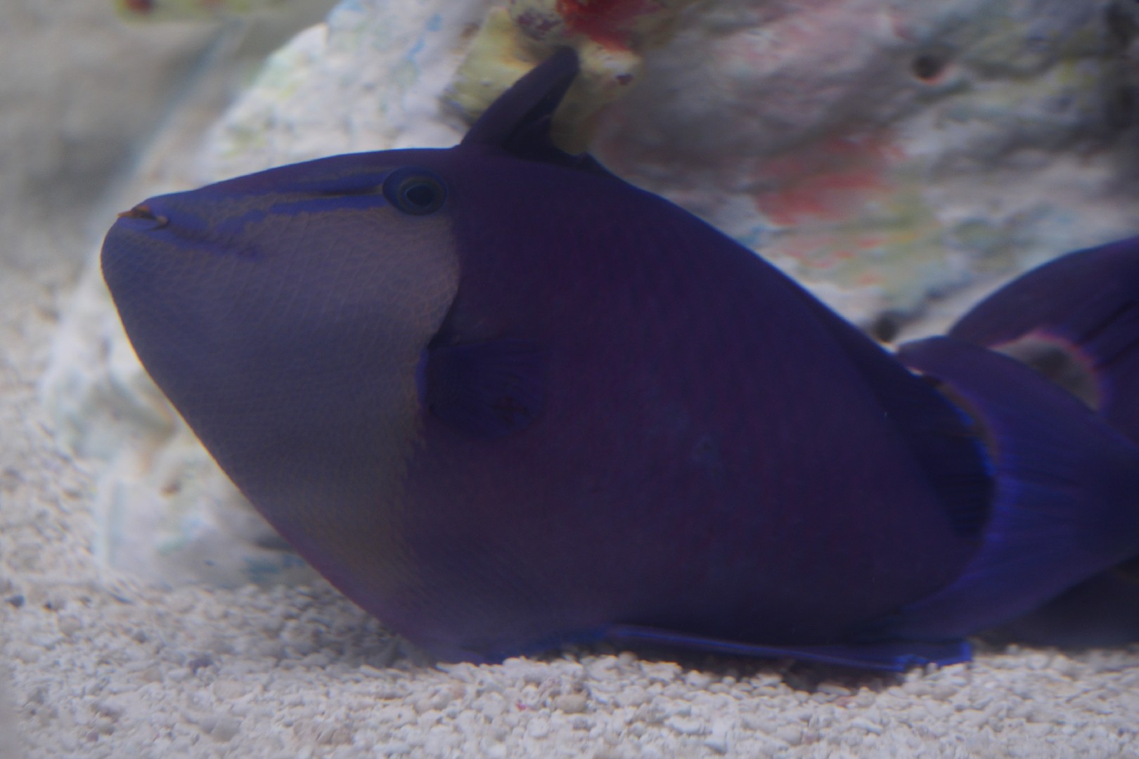 Redtoothed triggerfish (Odonus niger)